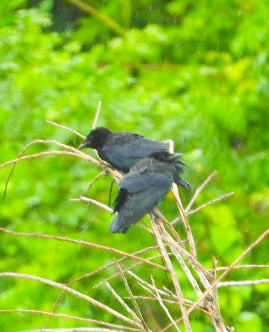 Cuban Palm-Crow - ML620510035