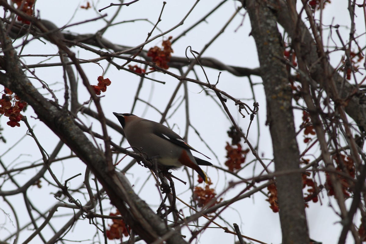 Bohemian Waxwing - ML620510039