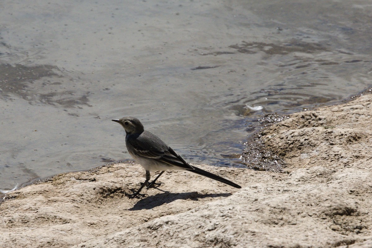 White Wagtail - ML620510042