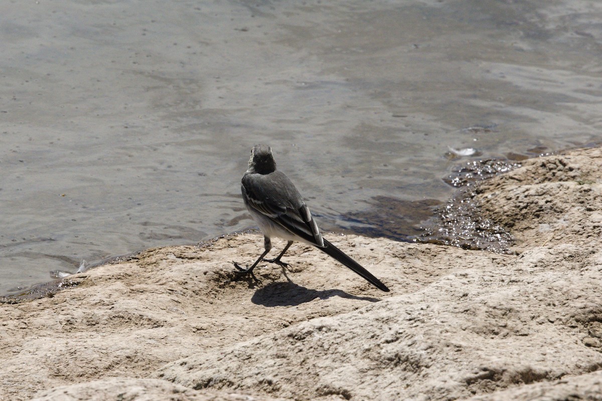 White Wagtail - ML620510043