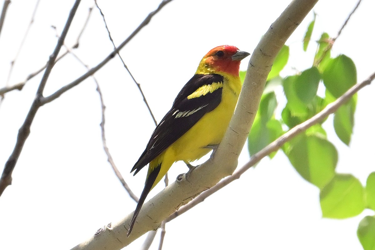 Western Tanager - ML620510046