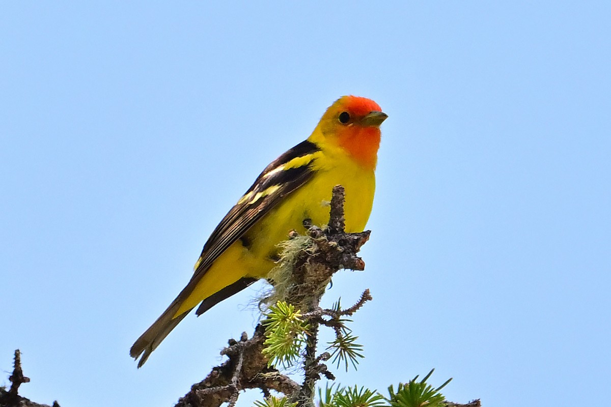 Western Tanager - ML620510047