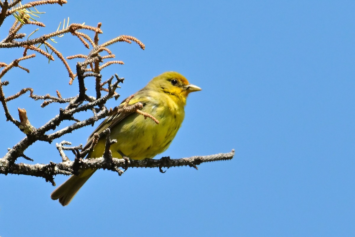 Western Tanager - ML620510048