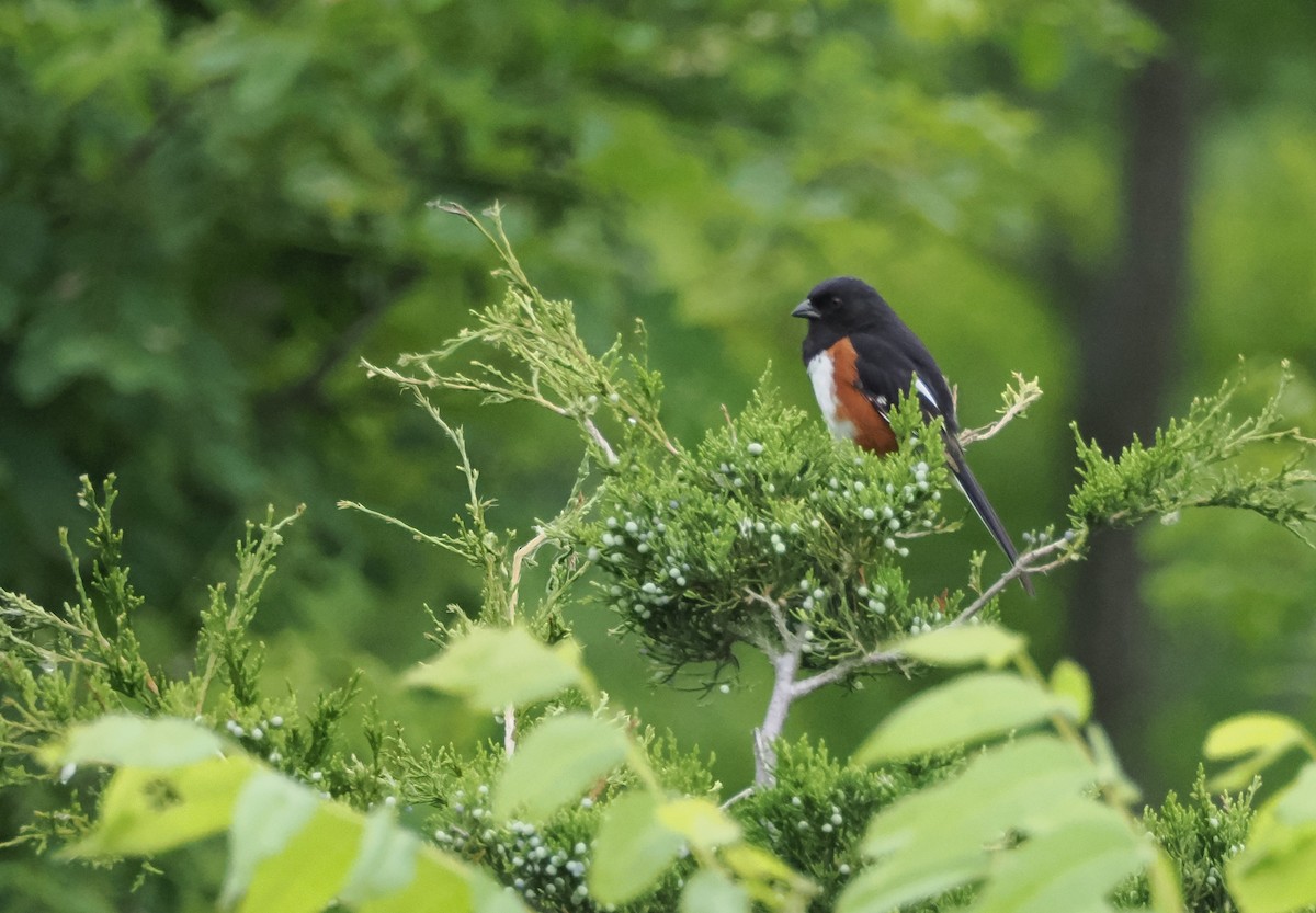 Eastern Towhee - ML620510049