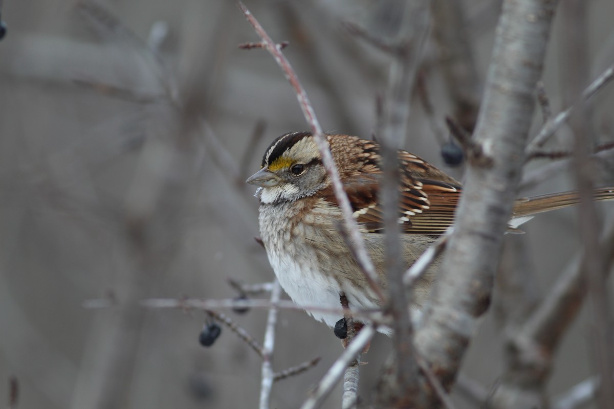 White-throated Sparrow - ML620510050