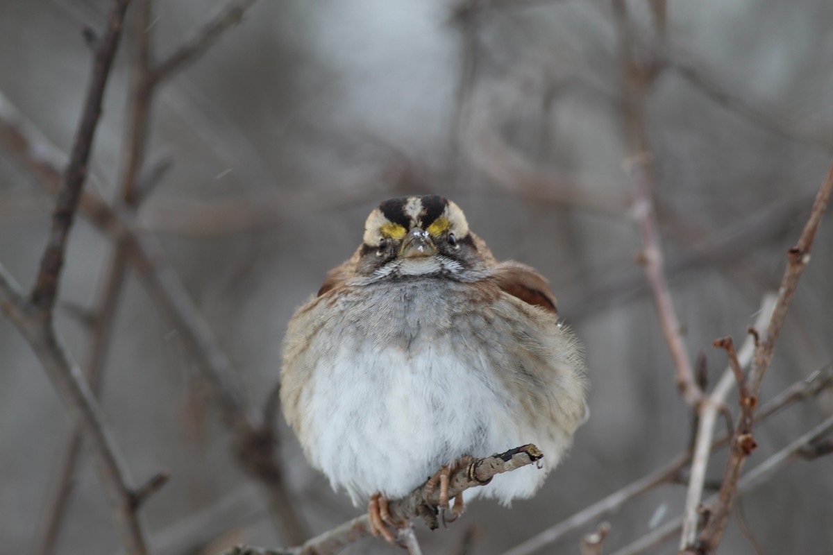 White-throated Sparrow - ML620510051