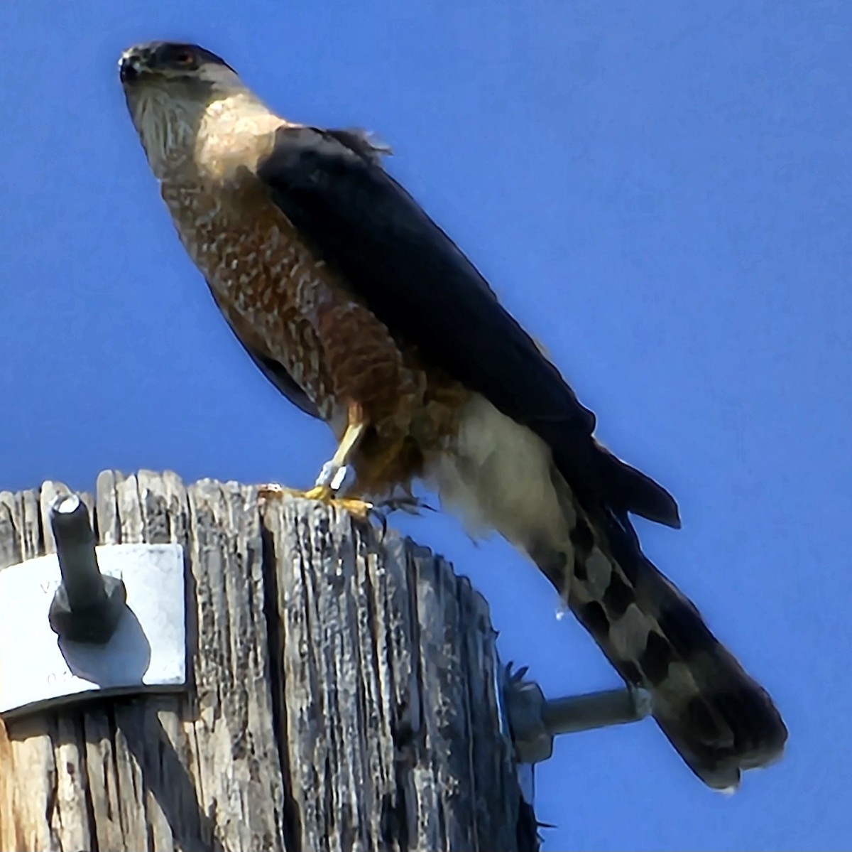 Cooper's Hawk - ML620510056