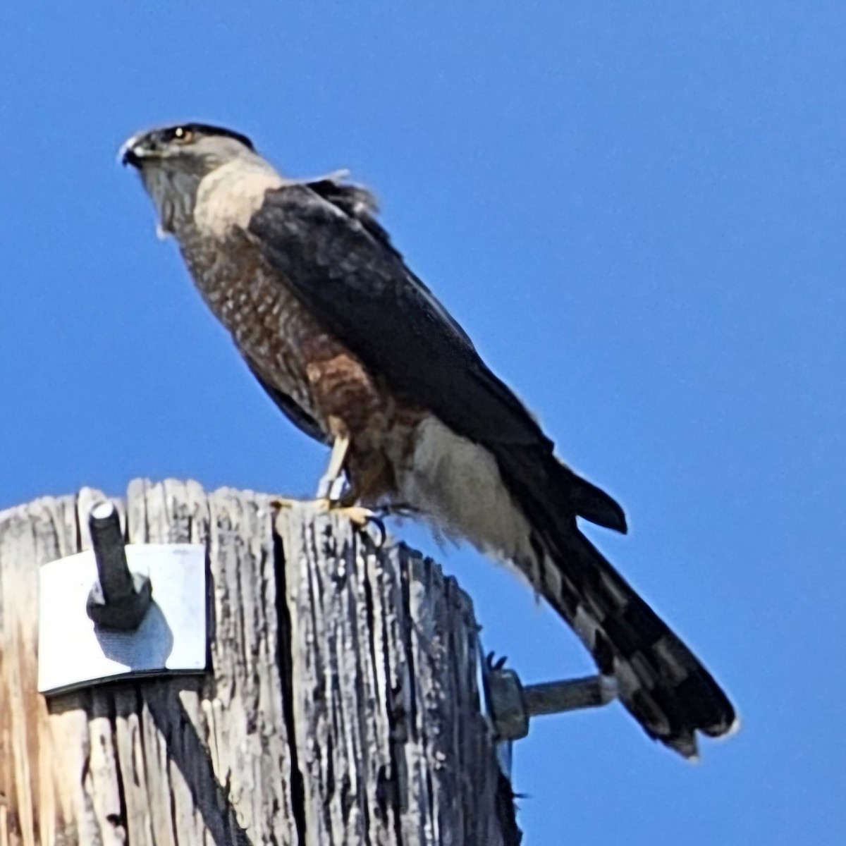 Cooper's Hawk - ML620510057