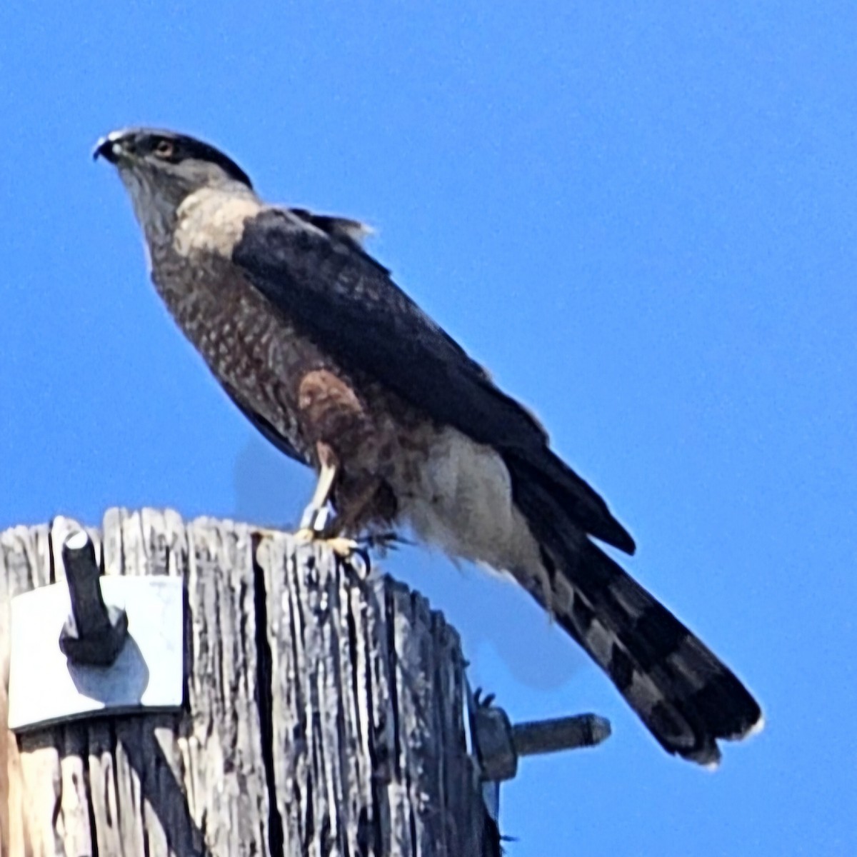 Cooper's Hawk - ML620510058