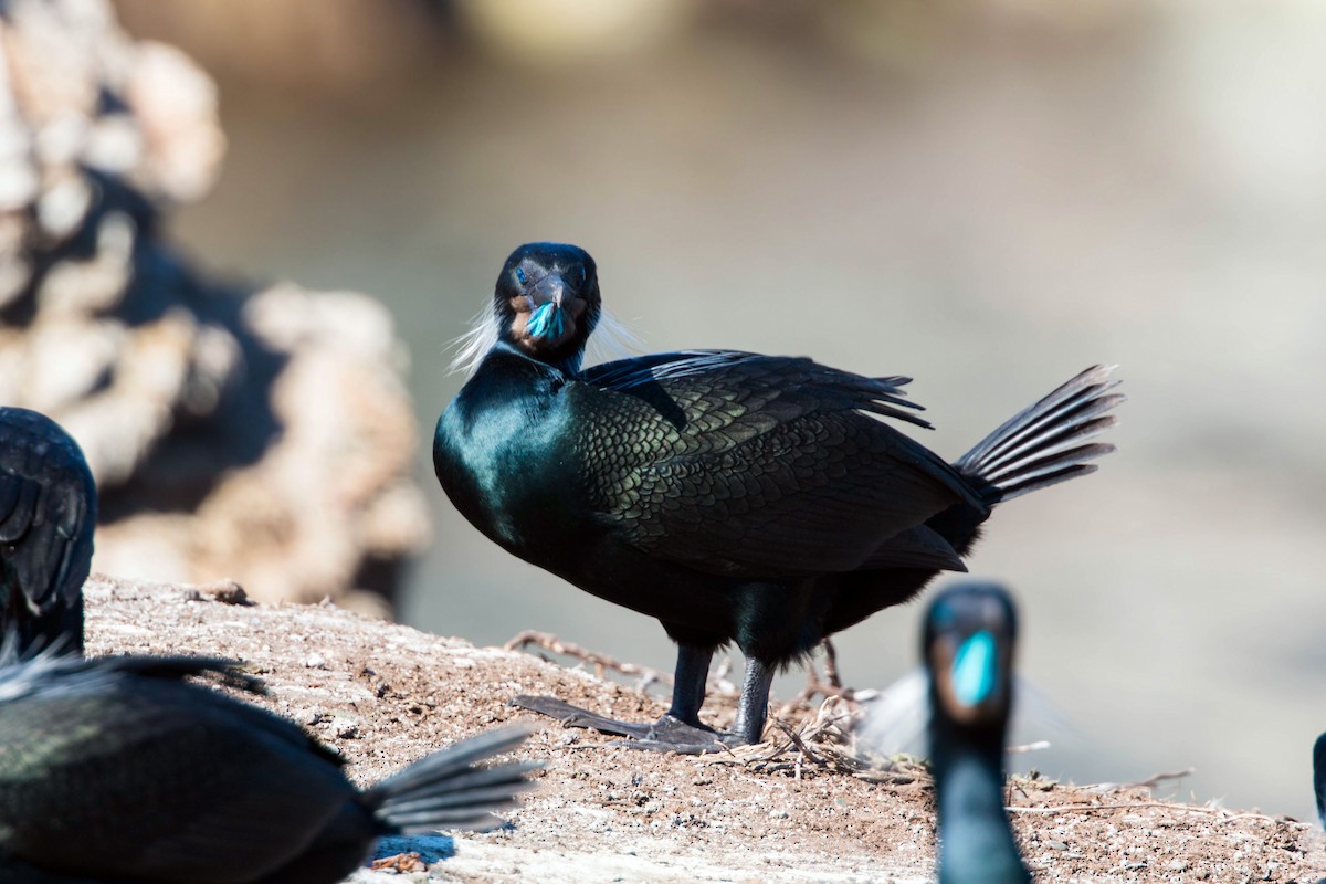 Brandt's Cormorant - ML620510060