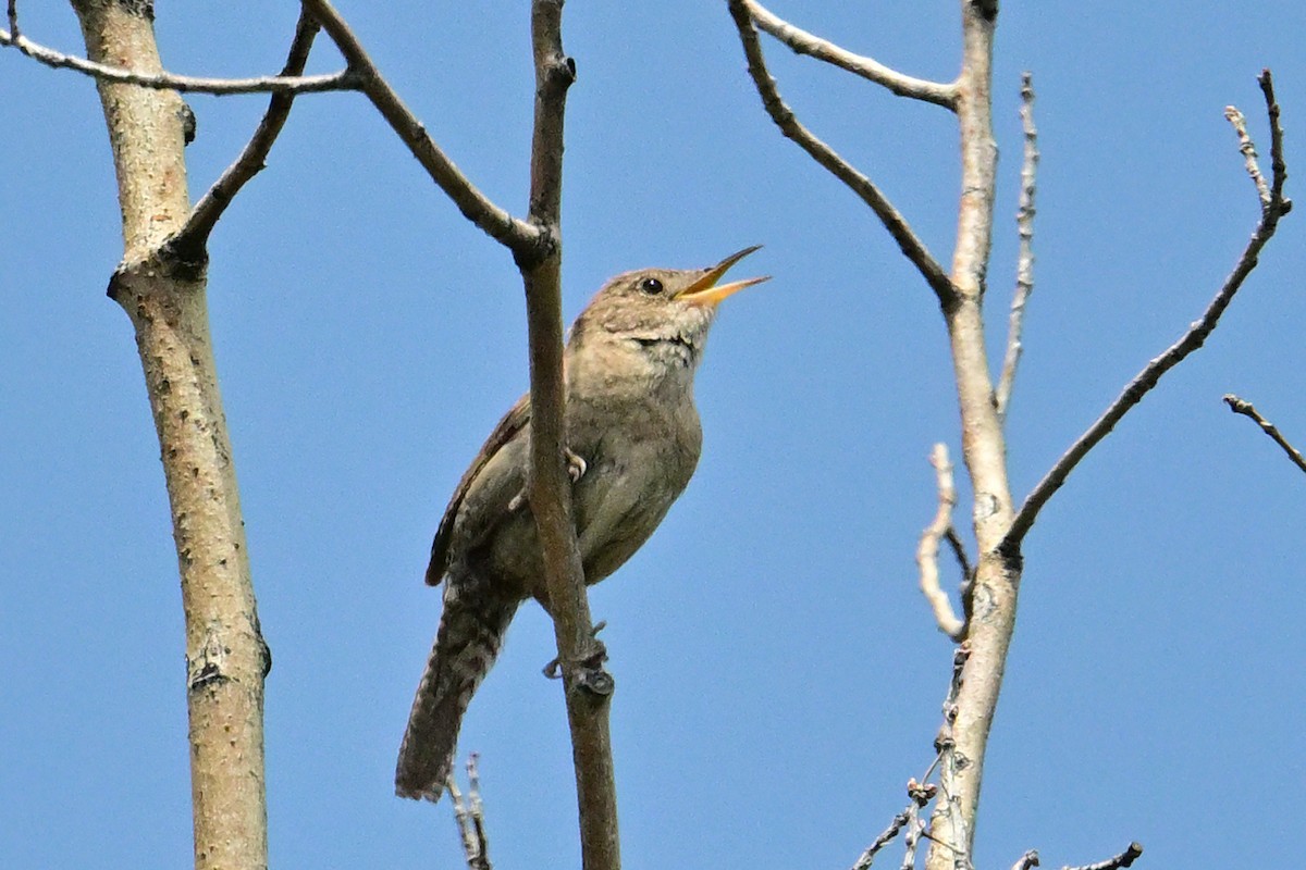 Chochín Criollo - ML620510061