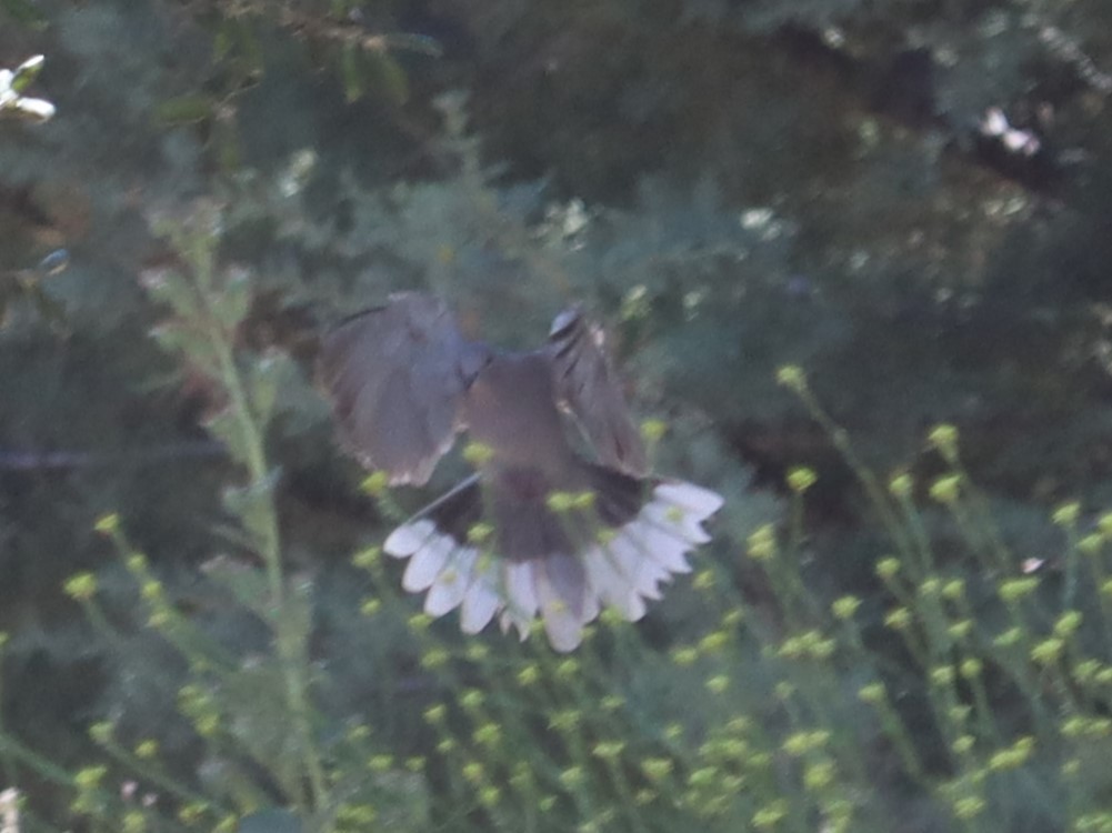 Band-tailed Pigeon - Jennifer Lloyd