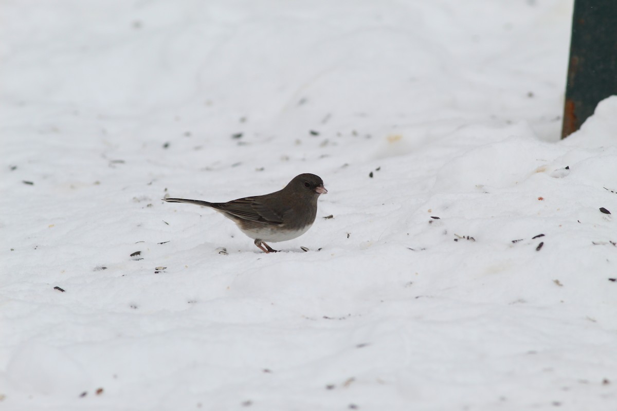 Dark-eyed Junco - ML620510066