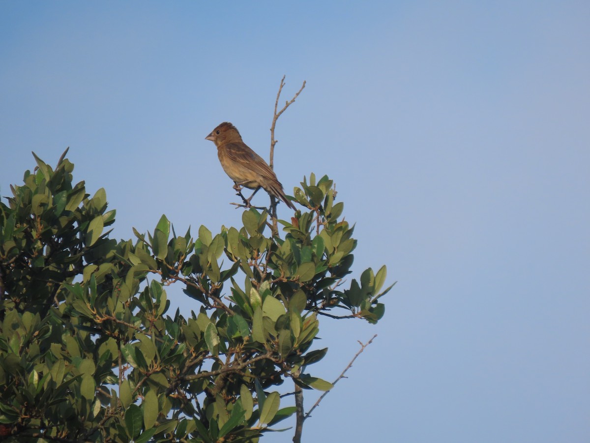 Blue Grosbeak - ML620510071