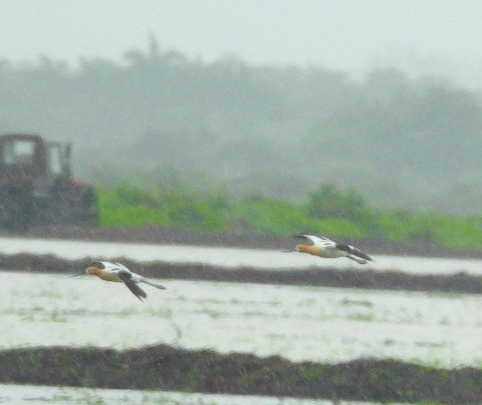 Avoceta Americana - ML620510073