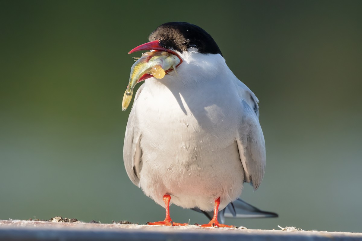 Arctic Tern - ML620510074