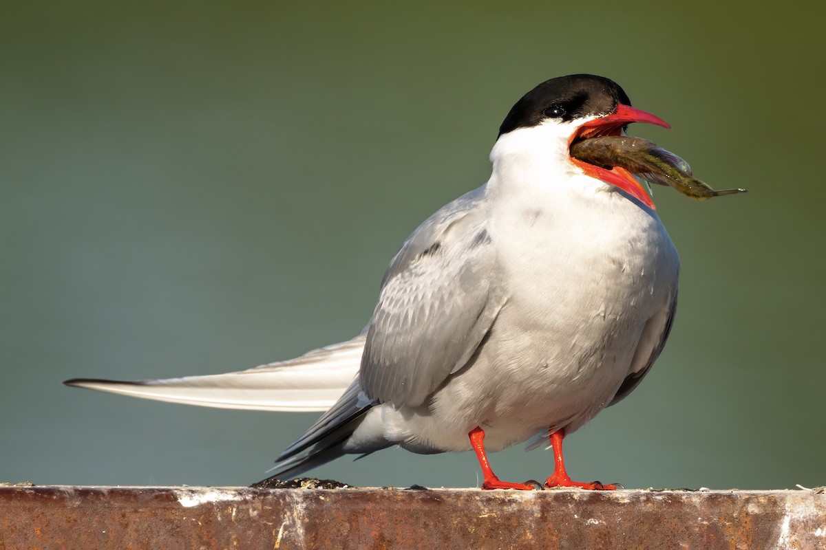 Arctic Tern - ML620510075