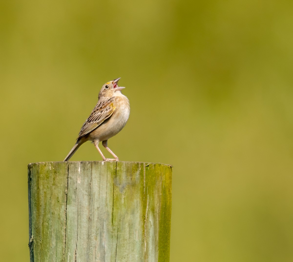 Grasshopper Sparrow - ML620510076