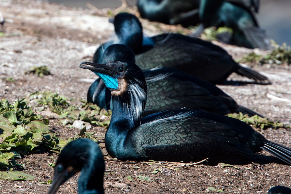 Brandt's Cormorant - ML620510080