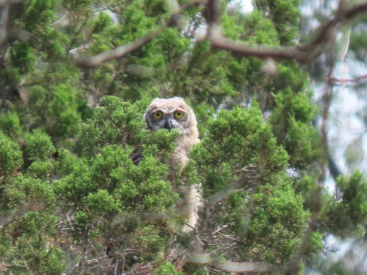 Great Horned Owl - ML620510086