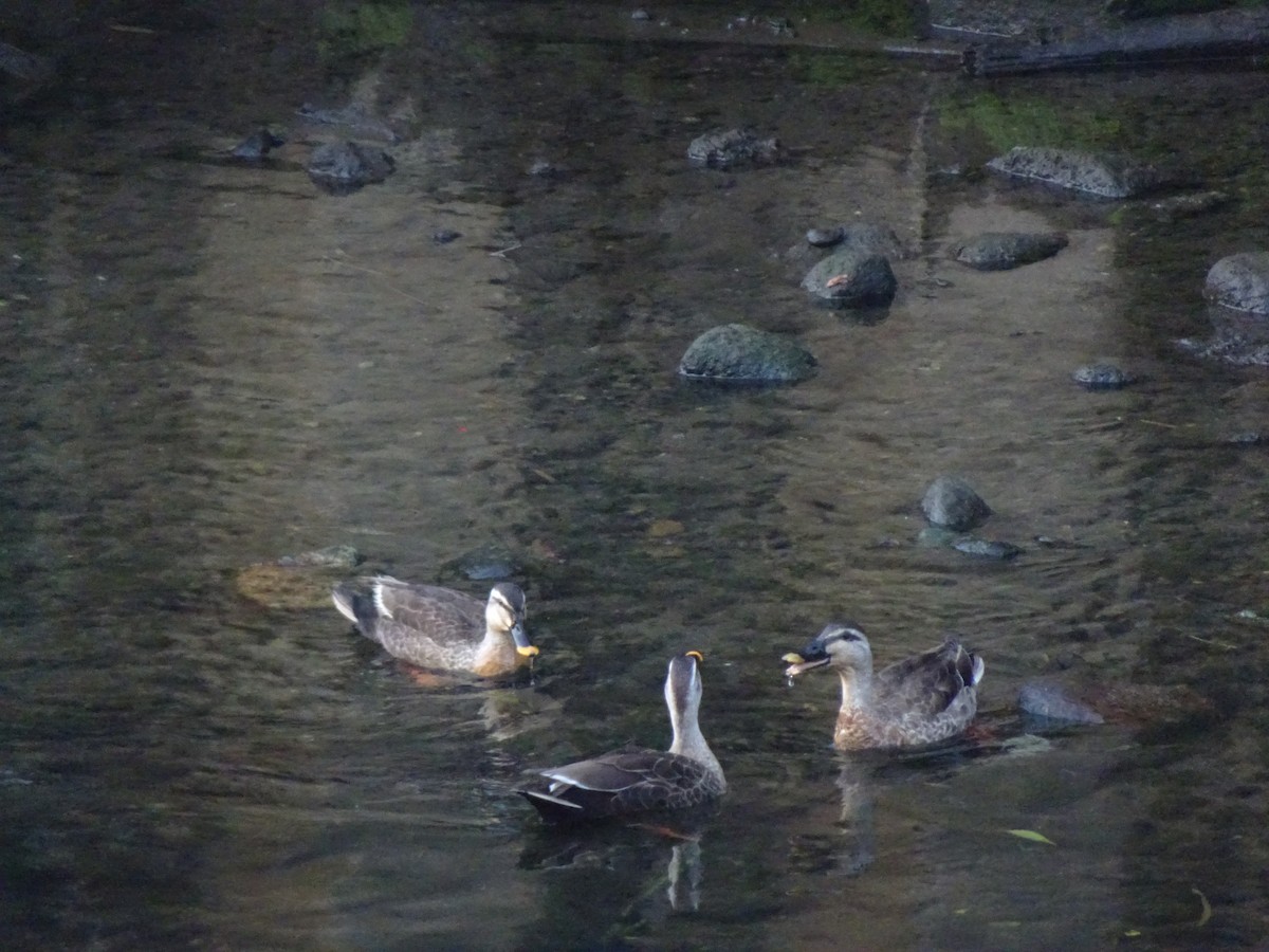 Eastern Spot-billed Duck - HIROSHI KIDONO