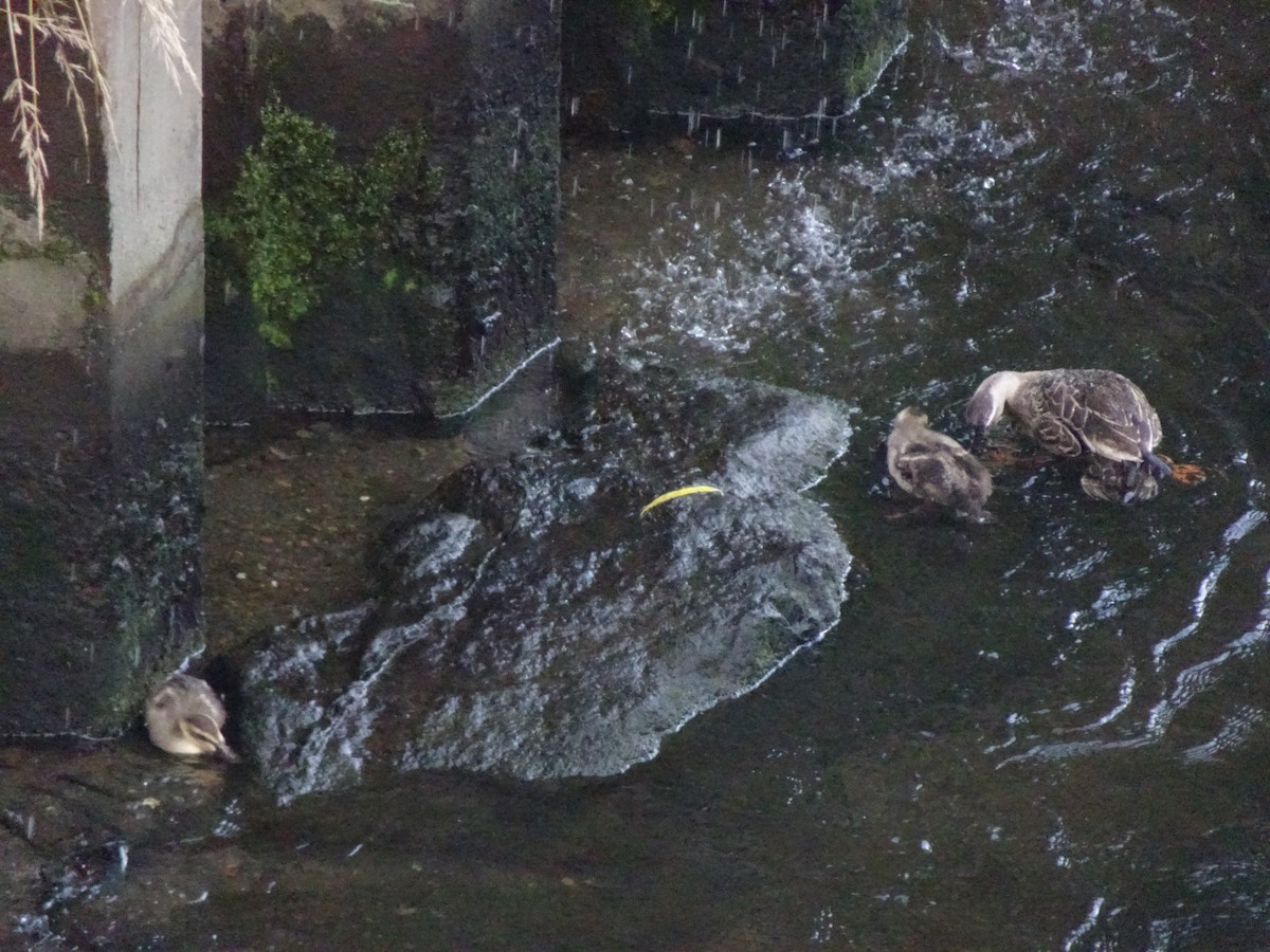 Eastern Spot-billed Duck - ML620510092