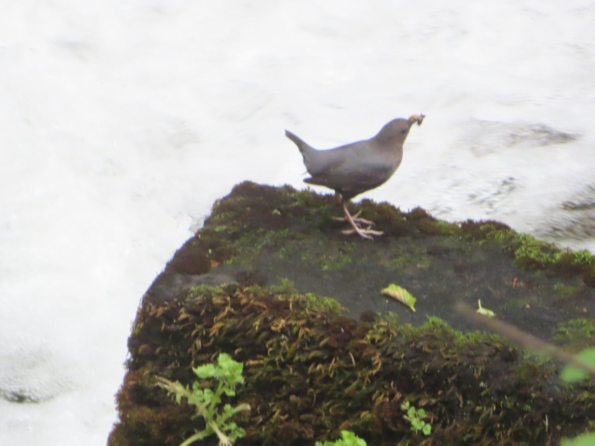 American Dipper - ML620510095