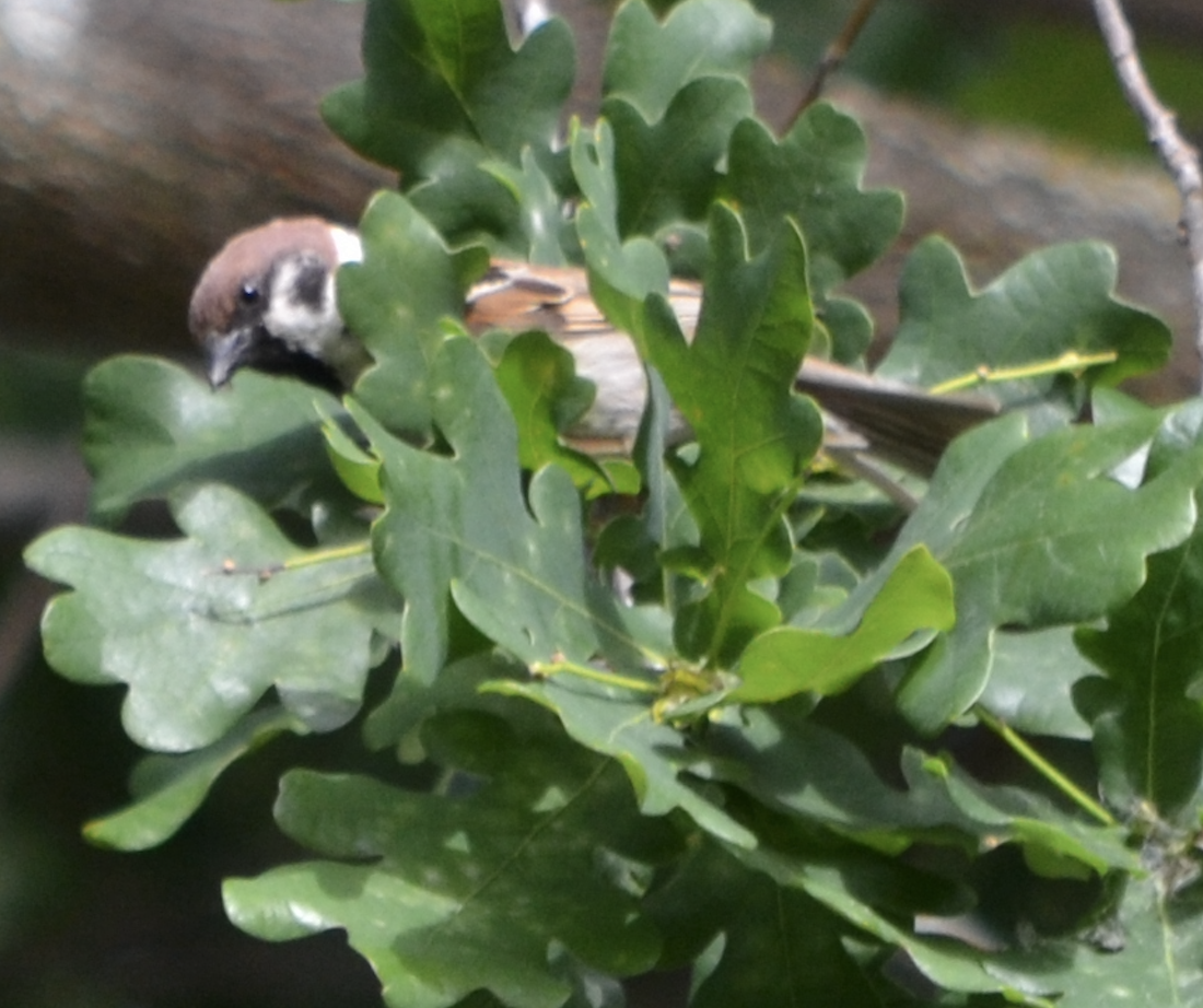 Eurasian Tree Sparrow - ML620510099