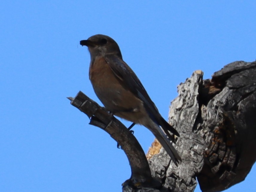 Western Bluebird - ML620510114