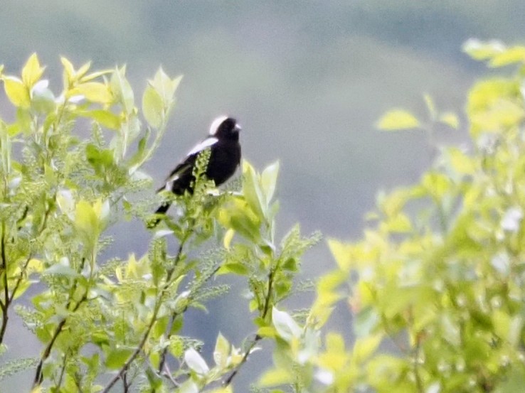 bobolink americký - ML620510122