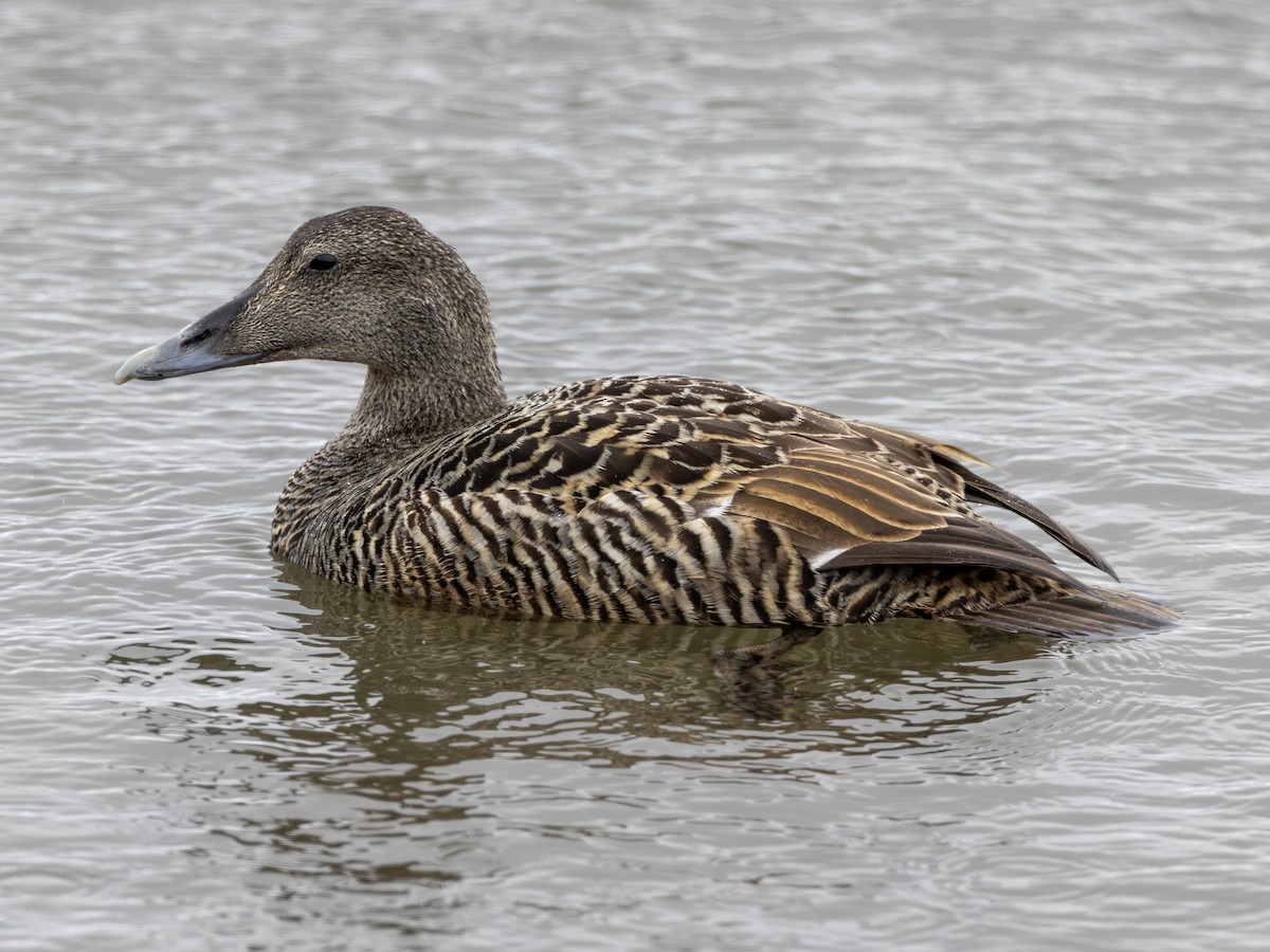 Common Eider - ML620510134