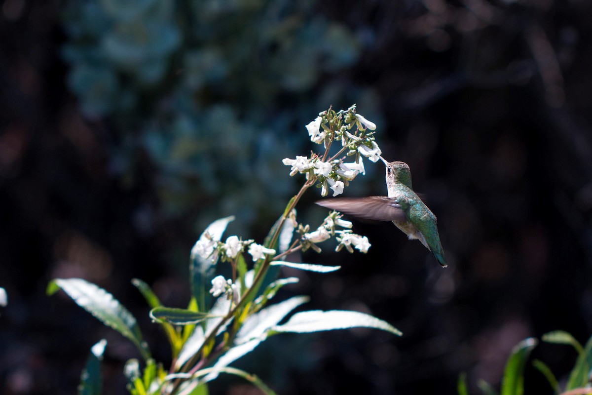 Anna's Hummingbird - ML620510136