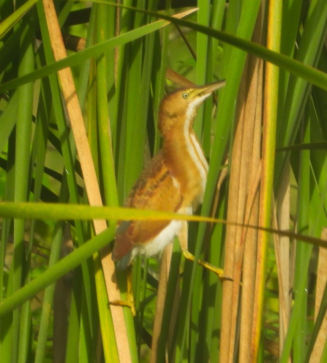 Least Bittern - ML620510143