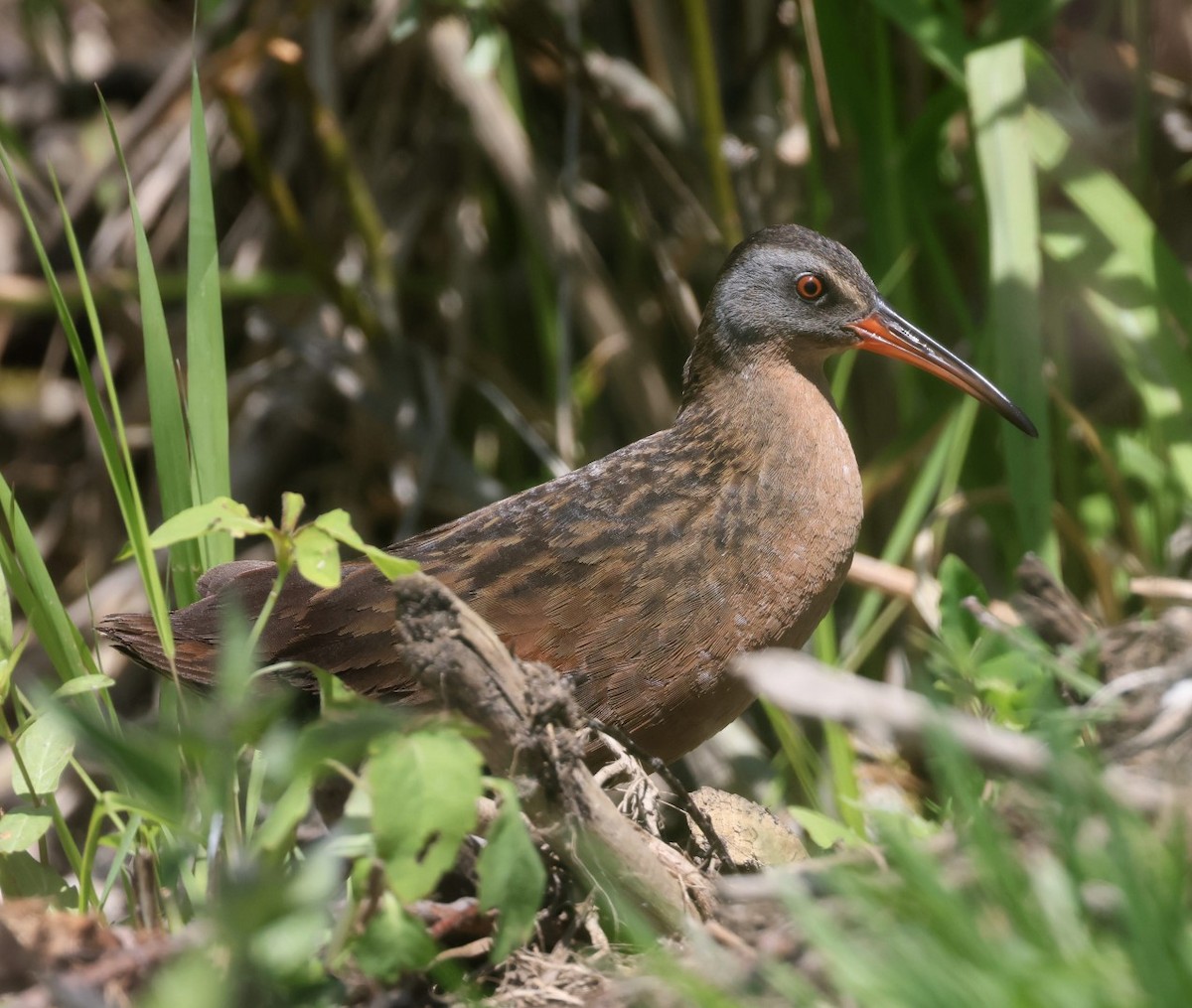 Virginia Rail - ML620510147