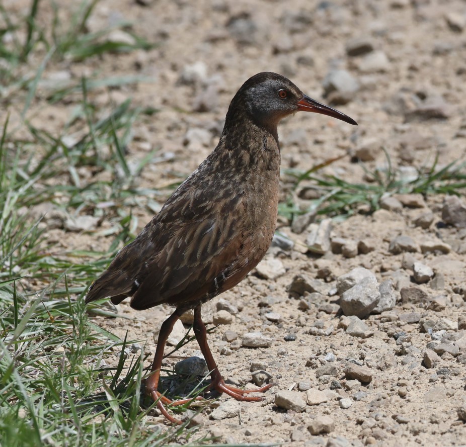 Virginia Rail - ML620510148