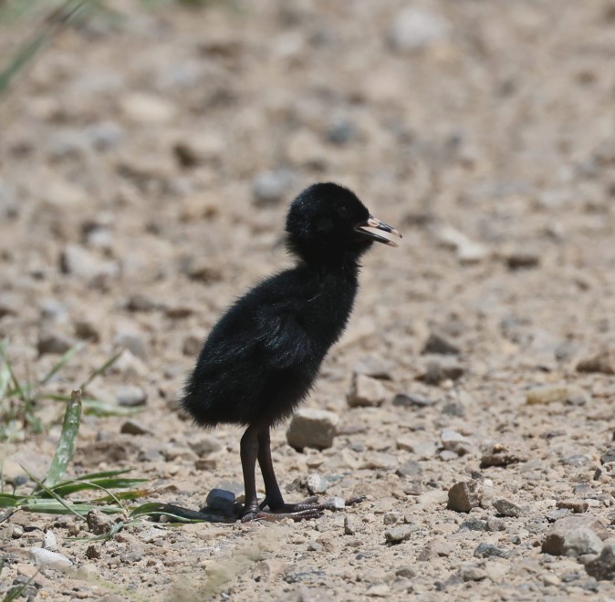 Virginia Rail - ML620510149
