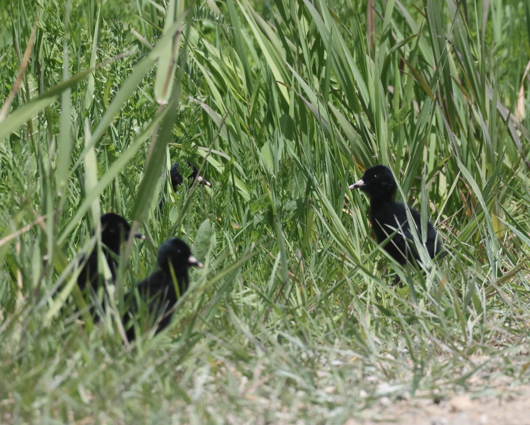 Virginia Rail - ML620510150