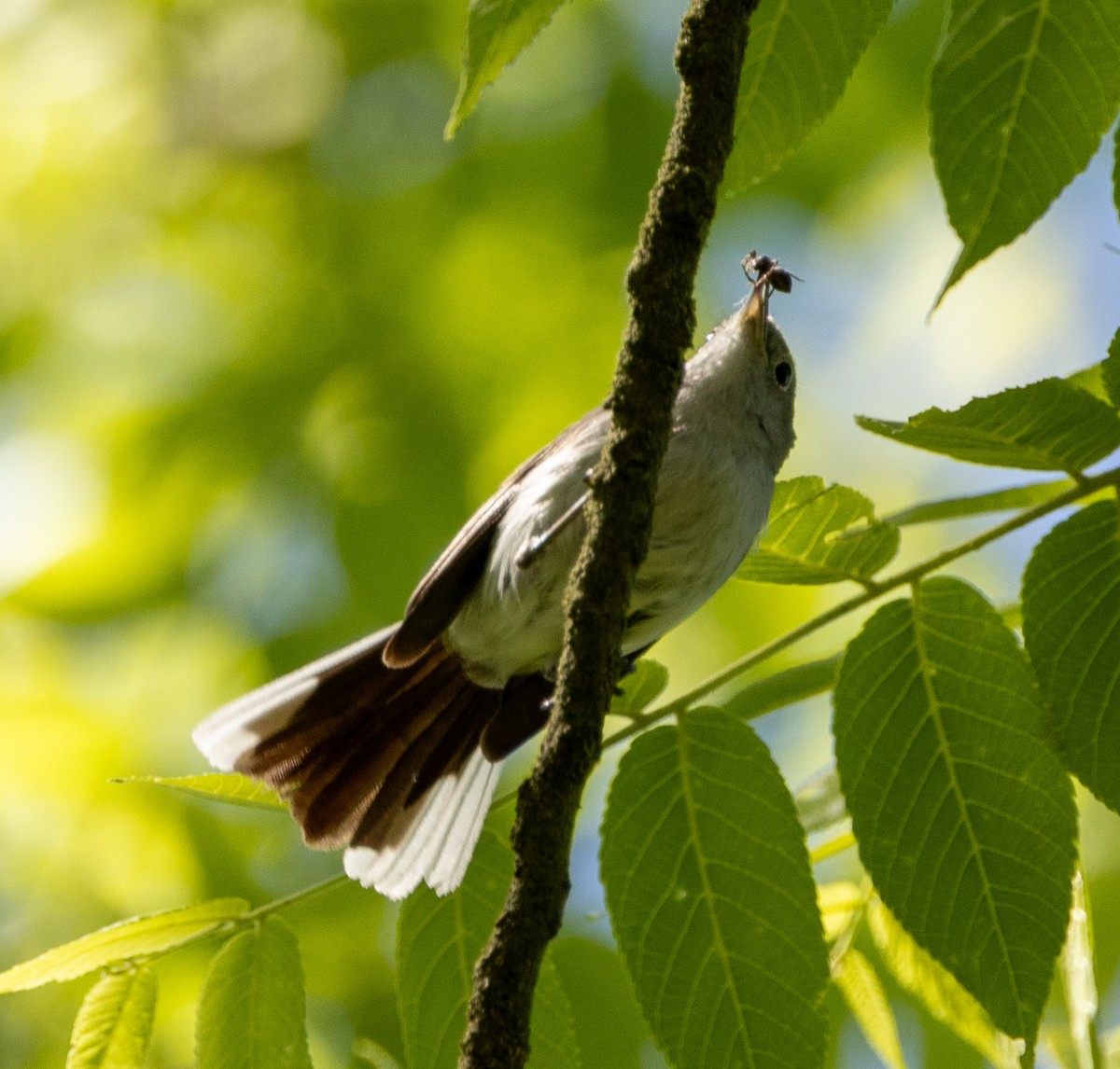 Blue-gray Gnatcatcher - ML620510151