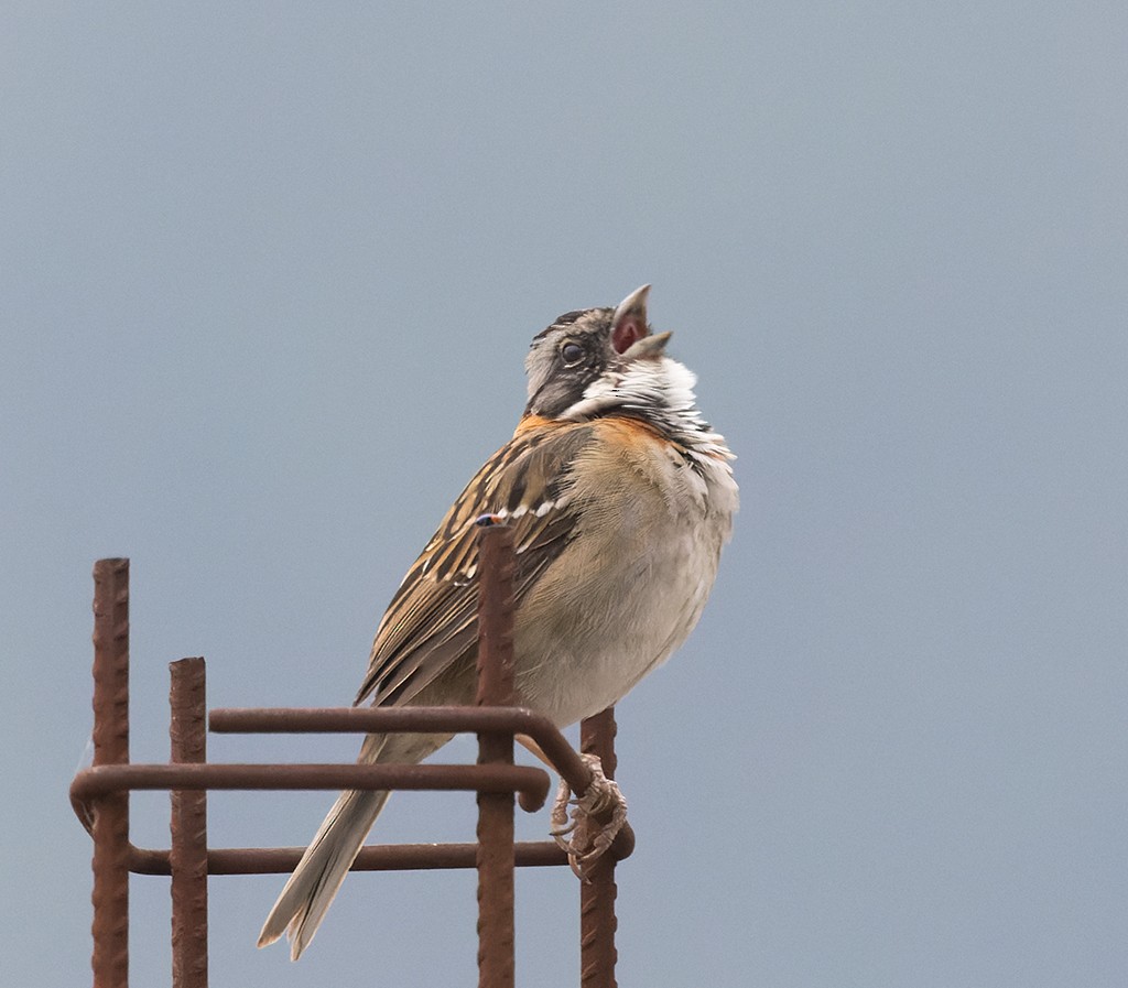 Rufous-collared Sparrow - ML620510153