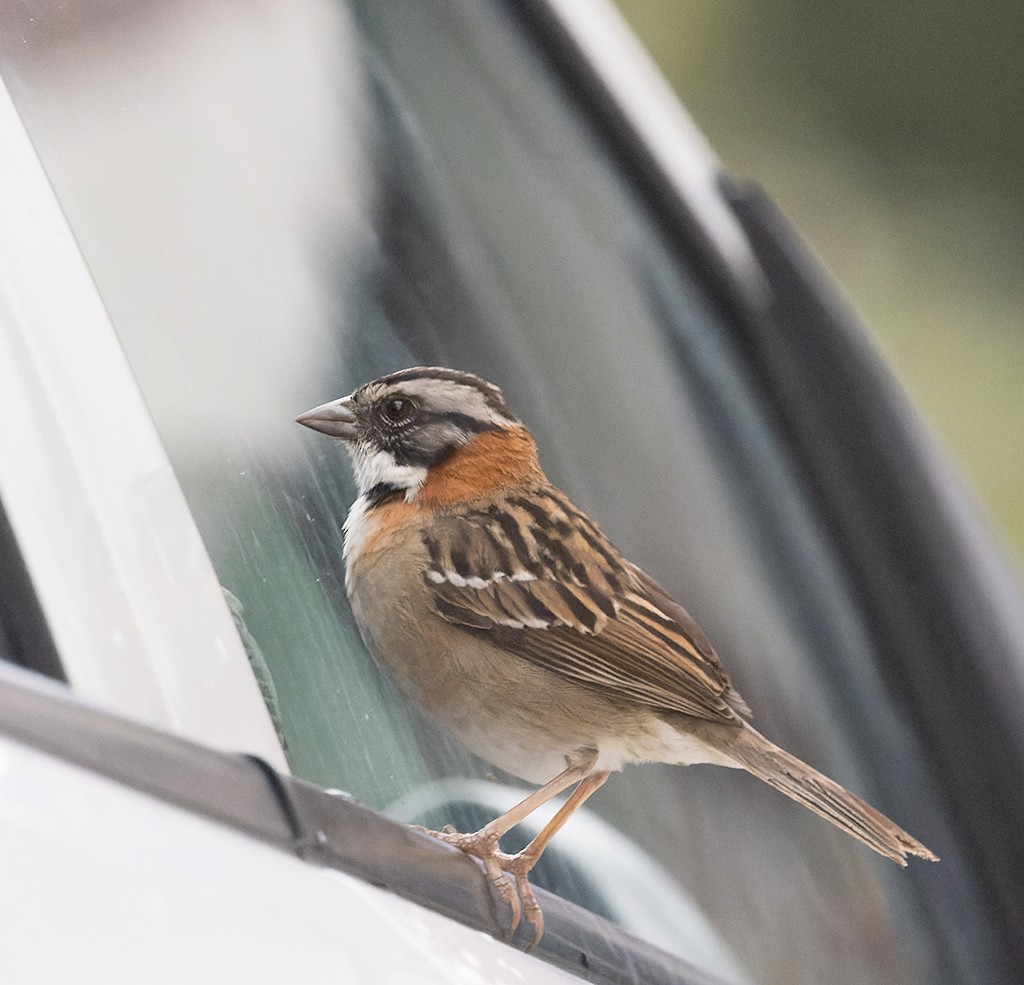 Rufous-collared Sparrow - ML620510154