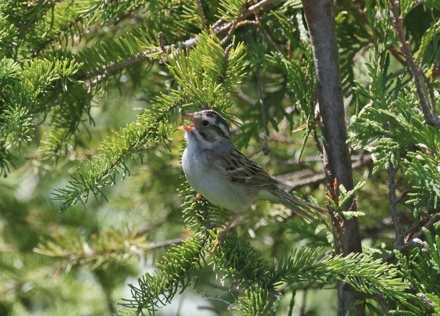 Clay-colored Sparrow - ML620510156