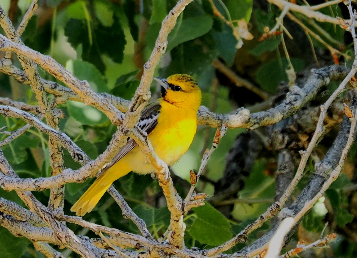 Bullock's Oriole - ML620510157