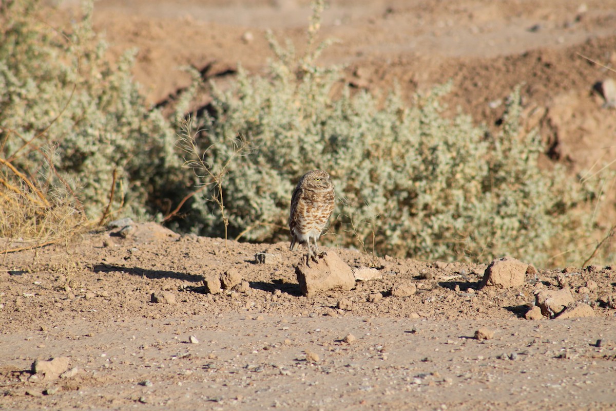 Burrowing Owl - Julio Ruiz