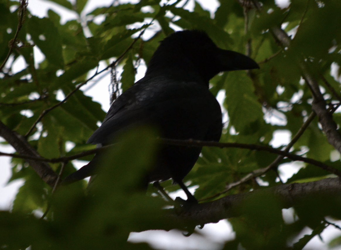 Large-billed Crow - ML620510170