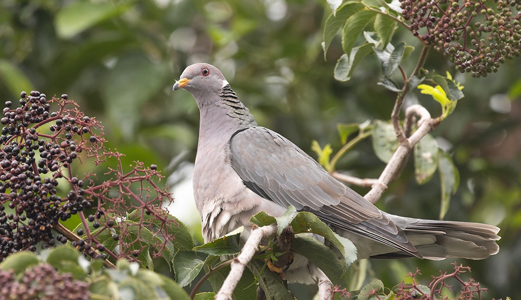 Band-tailed Pigeon - ML620510172