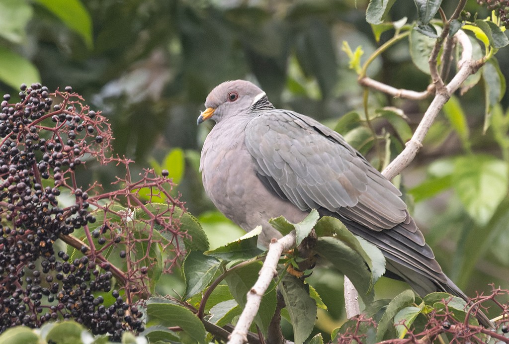 Band-tailed Pigeon - ML620510173