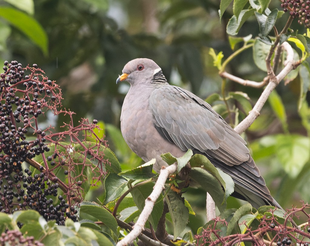 Band-tailed Pigeon - ML620510174