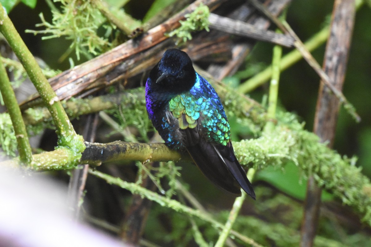 kolibřík hyacintový - ML620510175