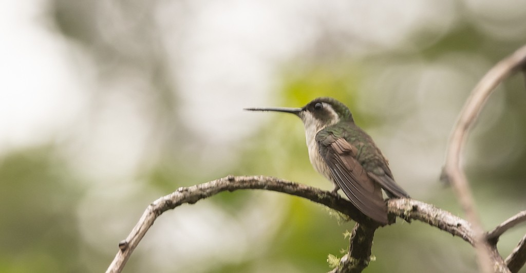 kolibřík salvadorský - ML620510178