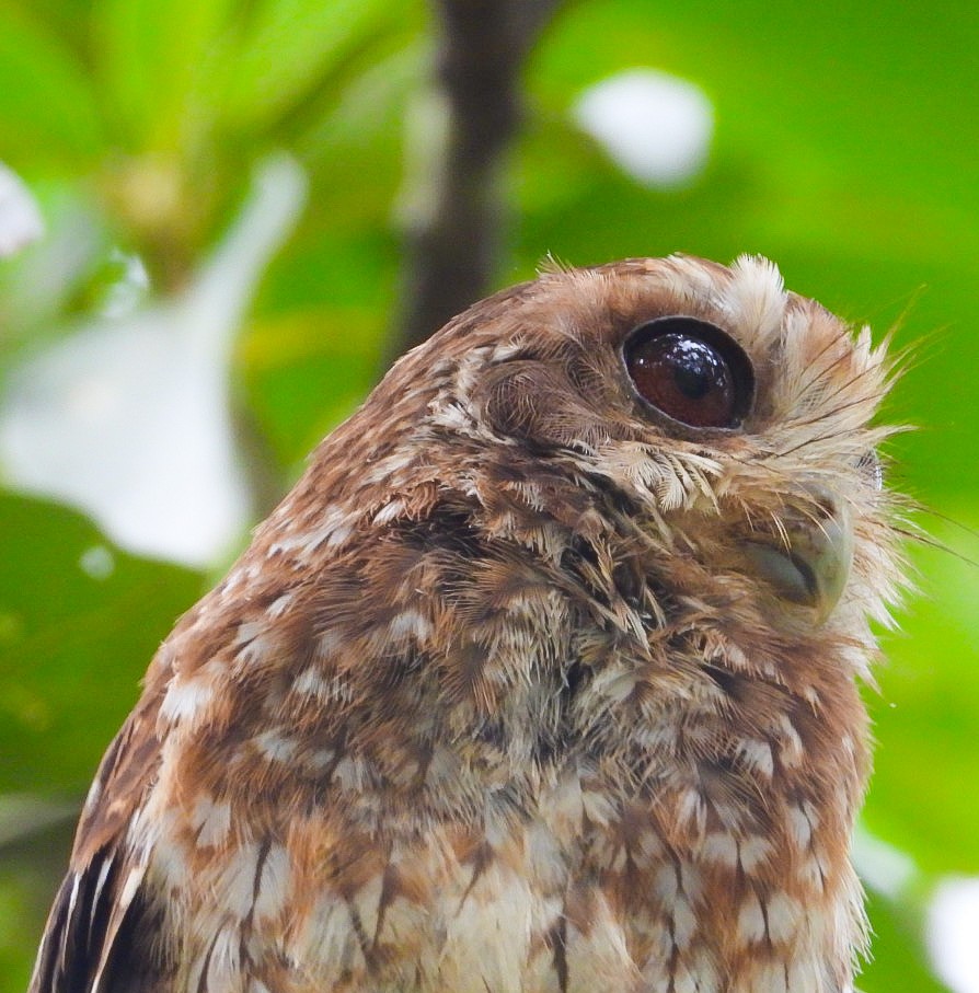 Bare-legged Owl - ML620510180